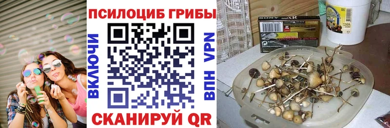 kraken рабочий сайт  Подпорожье  Галлюциногенные грибы Cubensis 